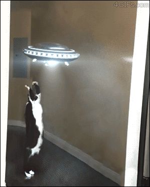 High Quality Fidget Spinner  Blank Meme Template