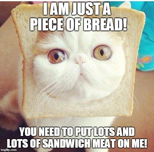 Hungry Cat | I AM JUST A PIECE OF BREAD! YOU NEED TO PUT LOTS AND LOTS OF SANDWICH MEAT ON ME! | image tagged in breadcat,cats | made w/ Imgflip meme maker