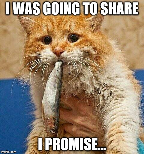 Sharing | I WAS GOING TO SHARE; I PROMISE... | image tagged in funny cat memes,what the fish | made w/ Imgflip meme maker