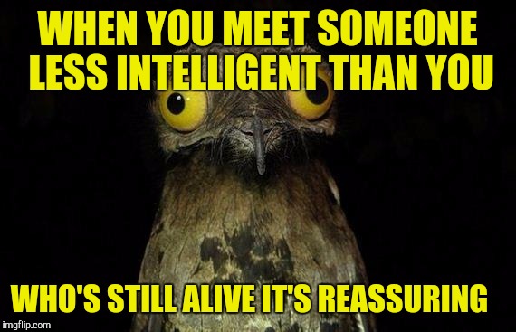 Weird Stuff I Do Potoo Meme | WHEN YOU MEET SOMEONE LESS INTELLIGENT THAN YOU; WHO'S STILL ALIVE IT'S REASSURING | image tagged in memes,weird stuff i do potoo | made w/ Imgflip meme maker