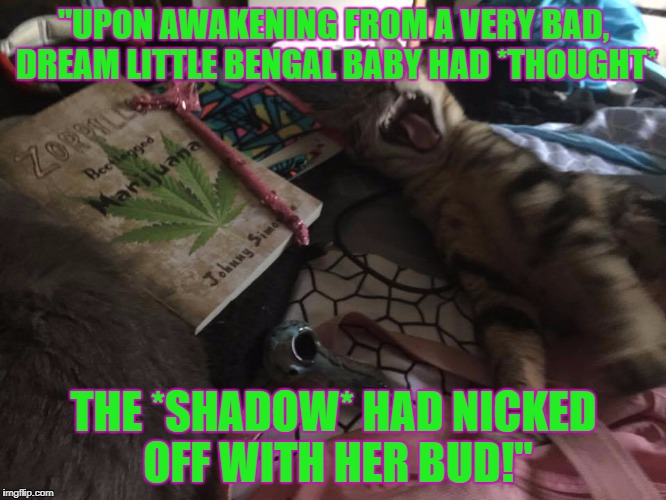 "UPON AWAKENING FROM A VERY BAD, DREAM LITTLE BENGAL BABY HAD *THOUGHT*; THE *SHADOW* HAD NICKED OFF WITH HER BUD!" | image tagged in upon waking from a bad dream where little,bengal baby's bud wa | made w/ Imgflip meme maker