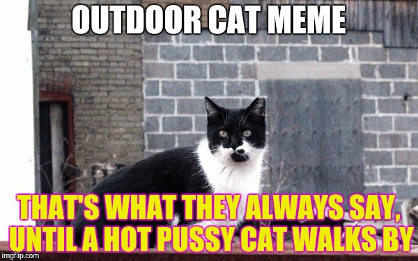 OUTDOOR CAT MEME THAT'S WHAT THEY ALWAYS SAY, UNTIL A HOT PUSSY CAT WALKS BY | made w/ Imgflip meme maker