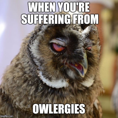 Grumpy Owl | WHEN YOU'RE SUFFERING FROM; OWLERGIES | image tagged in grumpy owl | made w/ Imgflip meme maker
