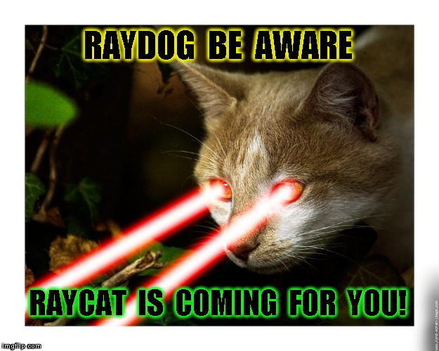 RAYDOG  BE  AWARE; RAYCAT  IS  COMING  FOR  YOU! | image tagged in raycat | made w/ Imgflip meme maker