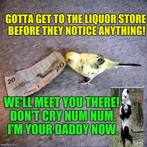 Stolen Memes Week an AndrewFinlayson Event July 17-24. Using my own comment meme is so thug. :D | GOTTA GET TO THE LIQUOR STORE BEFORE THEY NOTICE ANYTHING! WE'LL MEET YOU THERE! DON'T CRY NUM NUM. I'M YOUR DADDY NOW. | image tagged in funny,stolen memes week,animals,memes,humor,andrewfinlayson | made w/ Imgflip meme maker