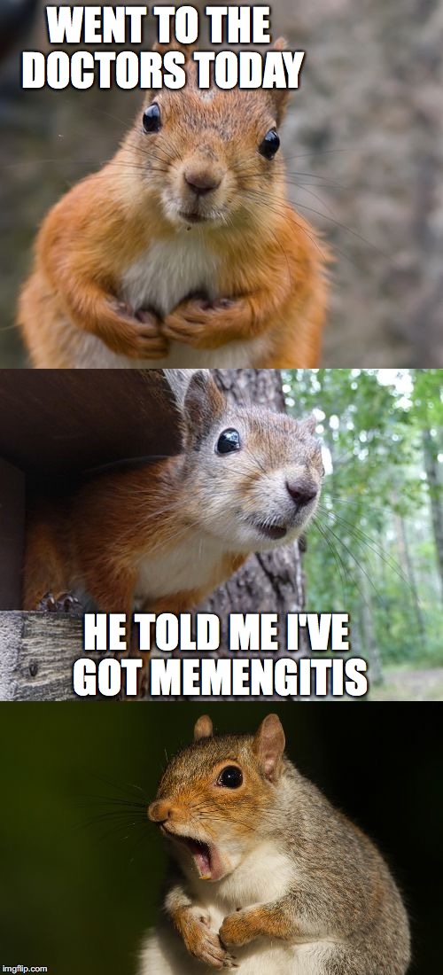 too much memeing is bad for you | WENT TO THE DOCTORS TODAY; HE TOLD ME I'VE GOT MEMENGITIS | image tagged in memes,bad pun squirrel,repost week | made w/ Imgflip meme maker