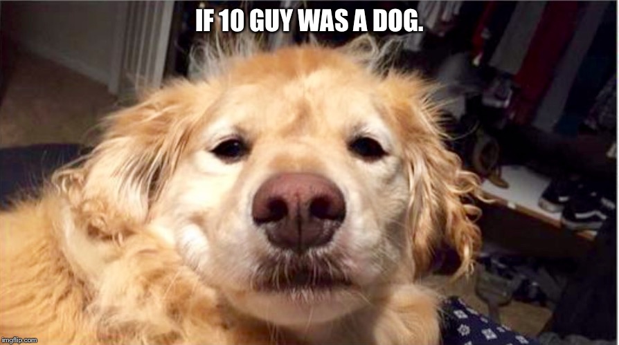 Parallels.  | IF 10 GUY WAS A DOG. | image tagged in dog,10 guy,sleepy dog | made w/ Imgflip meme maker