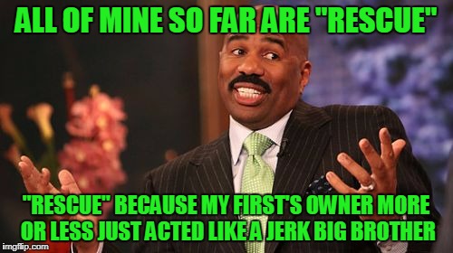 Steve Harvey Meme | ALL OF MINE SO FAR ARE "RESCUE" "RESCUE" BECAUSE MY FIRST'S OWNER MORE OR LESS JUST ACTED LIKE A JERK BIG BROTHER | image tagged in memes,steve harvey | made w/ Imgflip meme maker