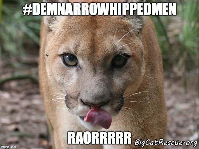 Cougar Lick | #DEMNARROWHIPPEDMEN; RAORRRRR | image tagged in cougar lick | made w/ Imgflip meme maker