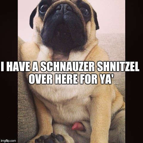 Red Rocket, Red Rocket | I HAVE A SCHNAUZER SHNITZEL OVER HERE FOR YA' | image tagged in memes | made w/ Imgflip meme maker