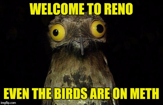 Weird Stuff I Do Potoo | WELCOME TO RENO; EVEN THE BIRDS ARE ON METH | image tagged in memes,weird stuff i do potoo | made w/ Imgflip meme maker