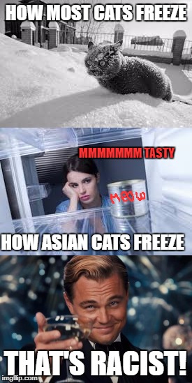 When the memes get too dank | HOW MOST CATS FREEZE; MMMMMMM TASTY; HOW ASIAN CATS FREEZE; THAT'S RACIST! | image tagged in dank,asian,racist,funny,cat,cats | made w/ Imgflip meme maker