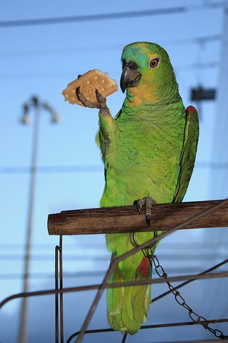 Loro quer biscoito Blank Meme Template