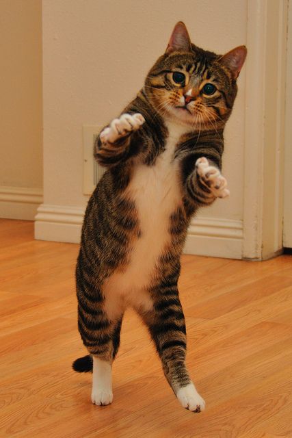 Dancing Cat Blank Meme Template