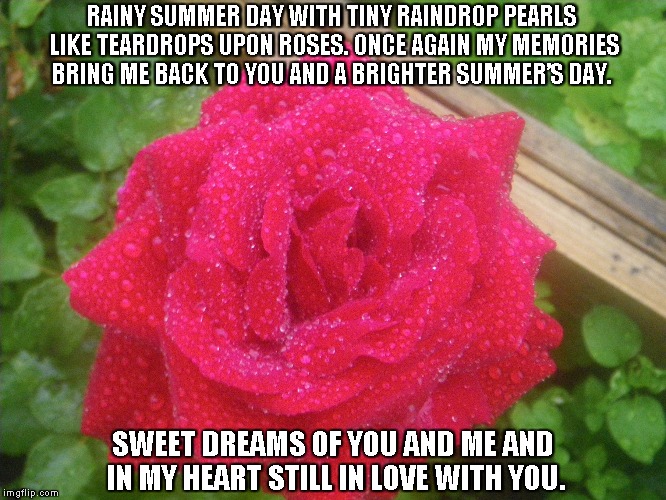 Teardrops Upon Roses | RAINY SUMMER DAY WITH TINY RAINDROP PEARLS LIKE TEARDROPS UPON ROSES. ONCE AGAIN MY MEMORIES BRING ME BACK TO YOU AND A BRIGHTER SUMMER’S DAY. SWEET DREAMS OF YOU AND ME AND IN MY HEART STILL IN LOVE WITH YOU. | image tagged in raindrops,teardrops,memories,summer,sweetdreams,love | made w/ Imgflip meme maker