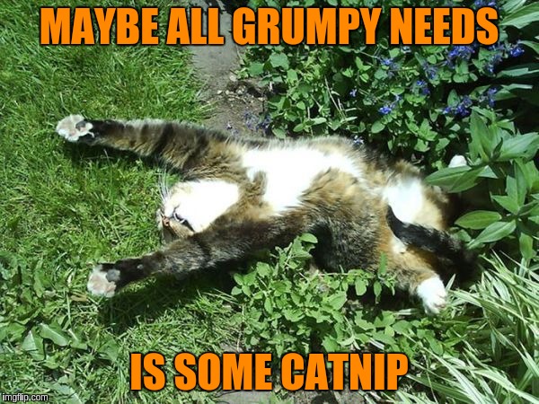 MAYBE ALL GRUMPY NEEDS IS SOME CATNIP | made w/ Imgflip meme maker