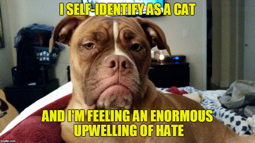 I SELF-IDENTIFY AS A CAT AND I'M FEELING AN ENORMOUS UPWELLING OF HATE | made w/ Imgflip meme maker