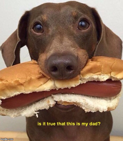 image tagged in funny,hotdog | made w/ Imgflip meme maker
