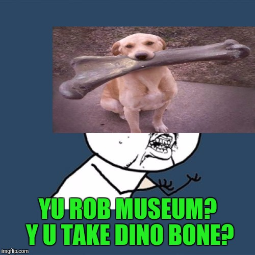 Y U No Meme | YU ROB MUSEUM? Y U TAKE DINO BONE? | image tagged in memes,y u no | made w/ Imgflip meme maker