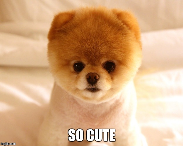 SO CUTE | made w/ Imgflip meme maker