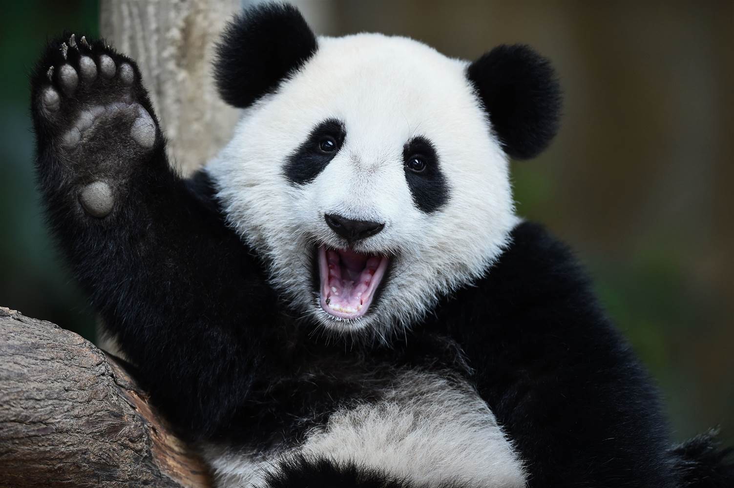 panda waving Blank Meme Template