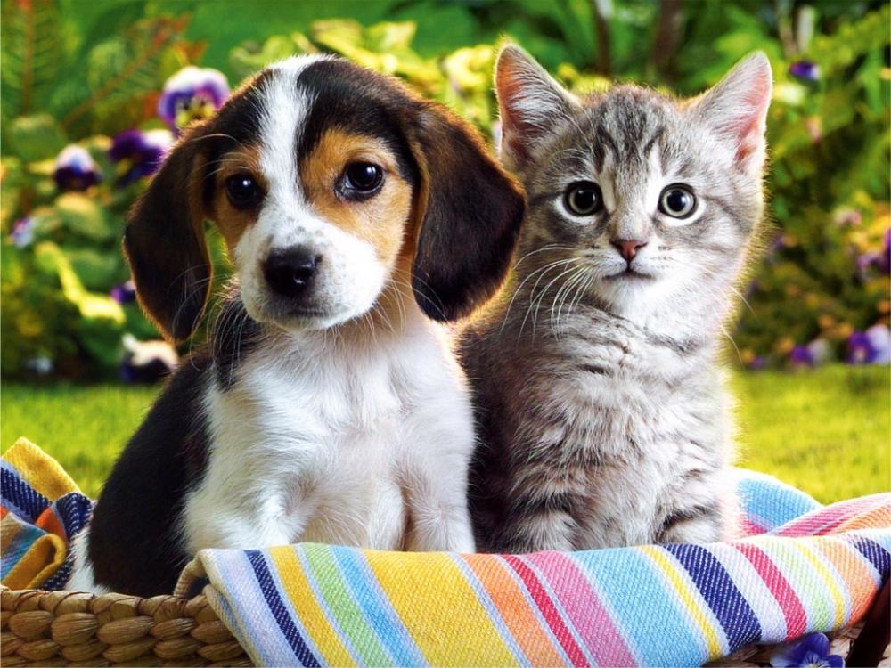 High Quality Puppy and kitten Blank Meme Template
