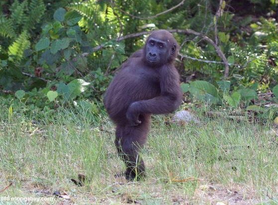 Dancing gorilla Blank Meme Template