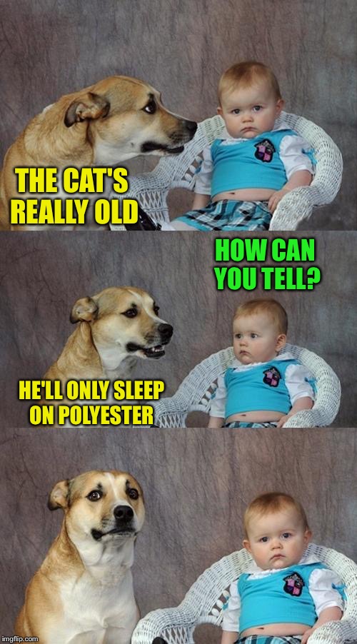 Dad Joke Dog | THE CAT'S REALLY OLD; HOW CAN YOU TELL? HE'LL ONLY SLEEP ON POLYESTER | image tagged in memes,dad joke dog | made w/ Imgflip meme maker