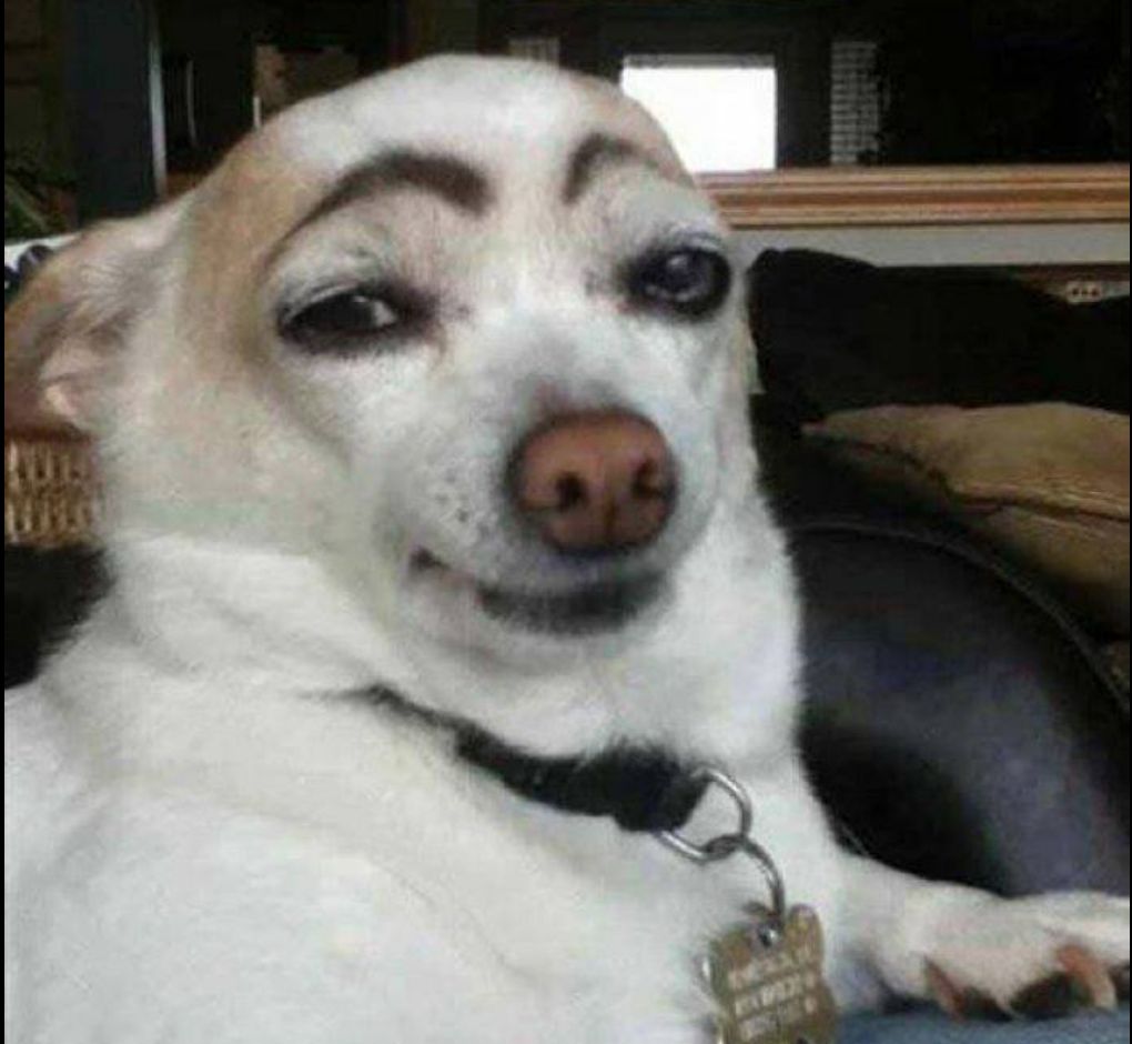 High Quality dog eyebrows Blank Meme Template
