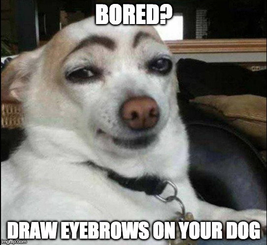 The dog is transhuman. | BORED? DRAW EYEBROWS ON YOUR DOG | image tagged in dog eyebrows,eyebrows,iwanttobebacon,iwanttobebaconcom | made w/ Imgflip meme maker