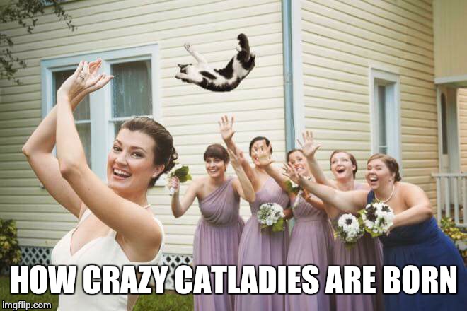 No comment. | HOW CRAZY CATLADIES ARE BORN | image tagged in cats,wedding,crazy cat lady | made w/ Imgflip meme maker