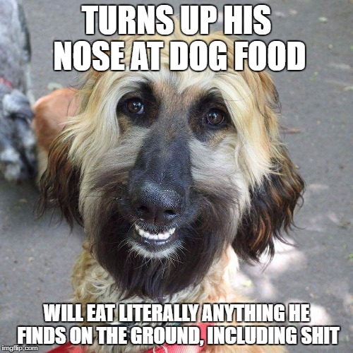 TURNS UP HIS NOSE AT DOG FOOD; WILL EAT LITERALLY ANYTHING HE FINDS ON THE GROUND, INCLUDING SHIT | image tagged in douchebag dog,AdviceAnimals | made w/ Imgflip meme maker