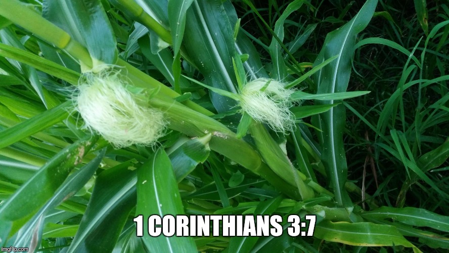 God gives the increase. | 1 CORINTHIANS 3:7 | image tagged in advice god | made w/ Imgflip meme maker