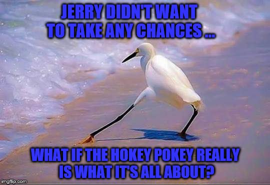 JERRY DIDN'T WANT TO TAKE ANY CHANCES ... WHAT IF THE HOKEY POKEY REALLY IS WHAT IT'S ALL ABOUT? | image tagged in hokey pokey,bird,funny animals | made w/ Imgflip meme maker