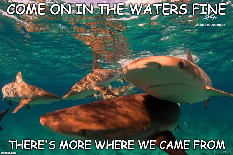 come on in waters fine | COME ON IN
THE WATERS FINE; THERE'S MORE WHERE WE CAME FROM | image tagged in sharks,shark diving,shark conservation | made w/ Imgflip meme maker