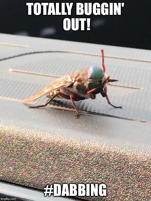 TOTALLY BUGGIN' OUT! #DABBING | image tagged in dabbing | made w/ Imgflip meme maker