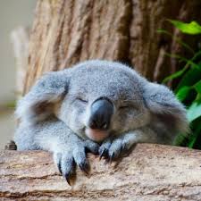 High Quality sleepy koala Blank Meme Template