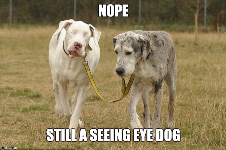 NOPE STILL A SEEING EYE DOG | made w/ Imgflip meme maker