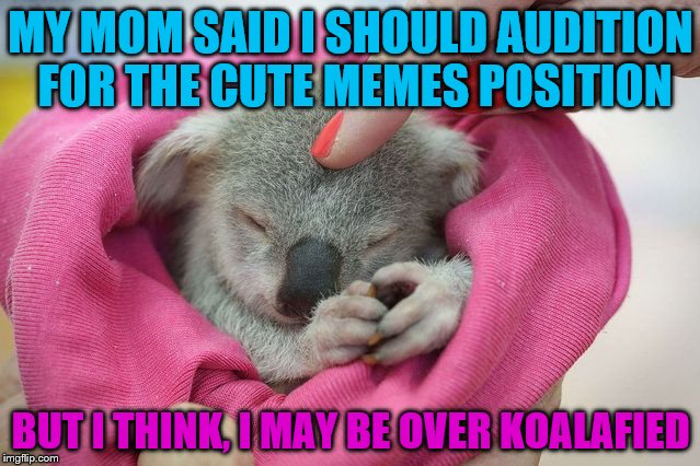 MY MOM SAID I SHOULD AUDITION FOR THE CUTE MEMES POSITION; BUT I THINK, I MAY BE OVER KOALAFIED | image tagged in cute memes,original meme,not stolen memes,koala | made w/ Imgflip meme maker