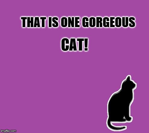 Cat compliment | CAT! THAT IS ONE GORGEOUS | image tagged in cat silhouette | made w/ Imgflip meme maker