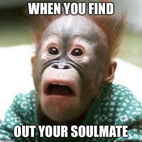 Shocked Monkey | WHEN YOU FIND; OUT YOUR SOULMATE | image tagged in shocked monkey | made w/ Imgflip meme maker