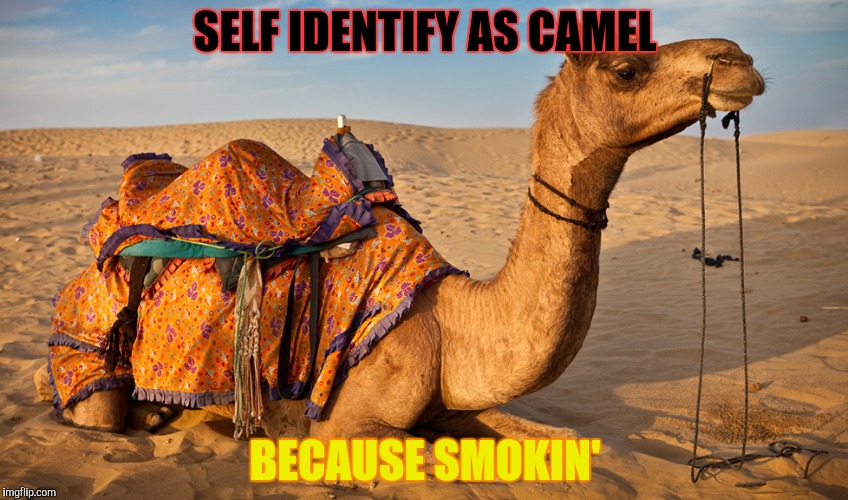 SELF IDENTIFY AS CAMEL BECAUSE SMOKIN' | made w/ Imgflip meme maker