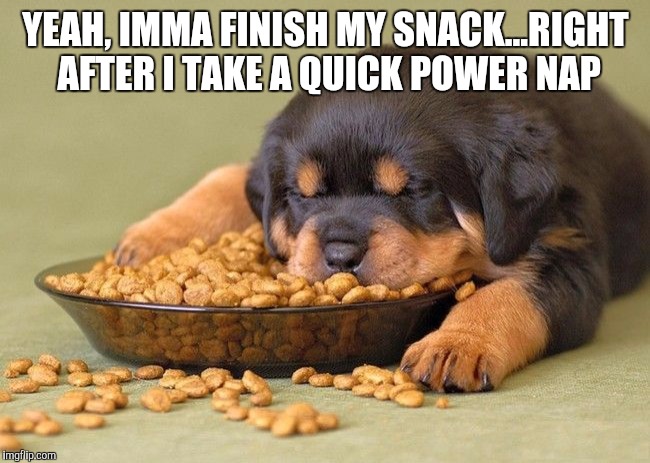 Eating is tiring work! | YEAH, IMMA FINISH MY SNACK...RIGHT AFTER I TAKE A QUICK POWER NAP | image tagged in jbmemegeek,cute puppies,memes,puppy,puppies | made w/ Imgflip meme maker