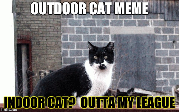 OUTDOOR CAT MEME INDOOR CAT?  OUTTA MY LEAGUE | made w/ Imgflip meme maker