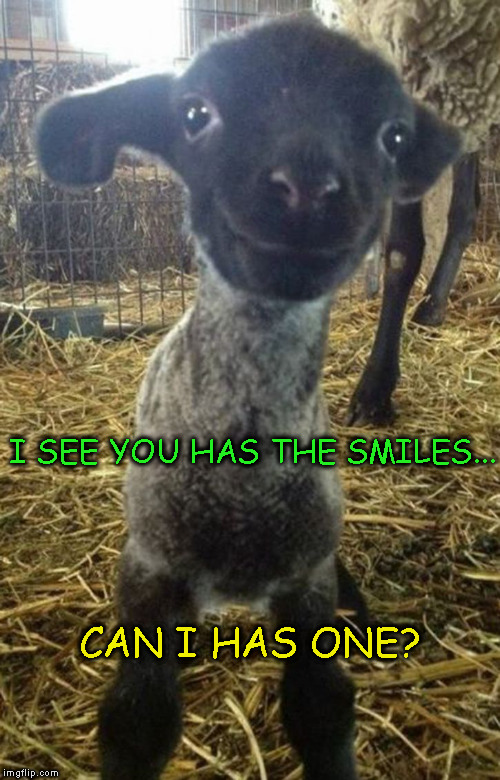 SmileLamb | I SEE YOU HAS THE SMILES... CAN I HAS ONE? | image tagged in smilelamb | made w/ Imgflip meme maker