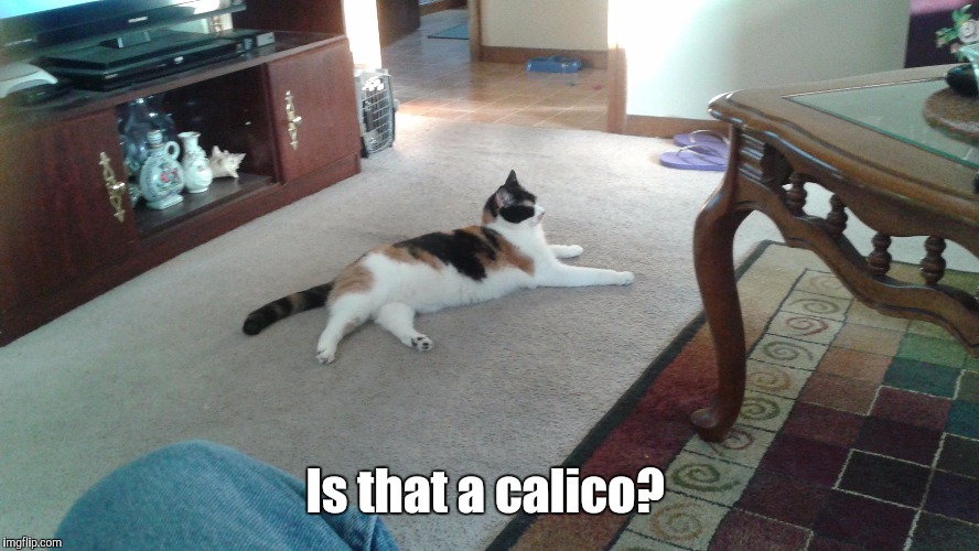 Is that a calico? | made w/ Imgflip meme maker