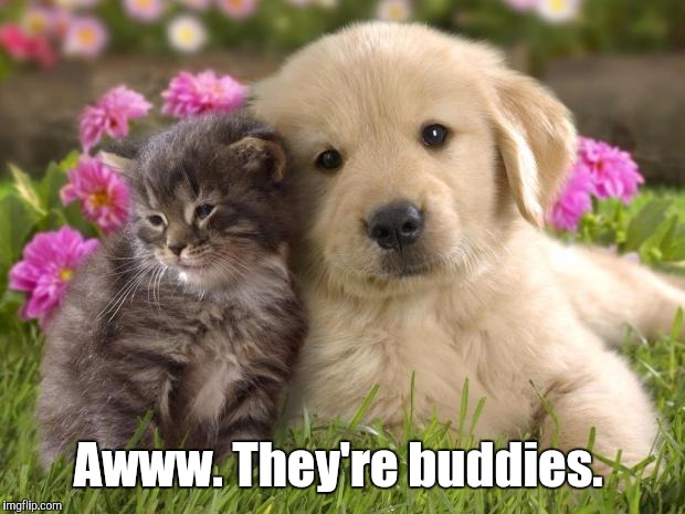 Awww. They're buddies. | made w/ Imgflip meme maker