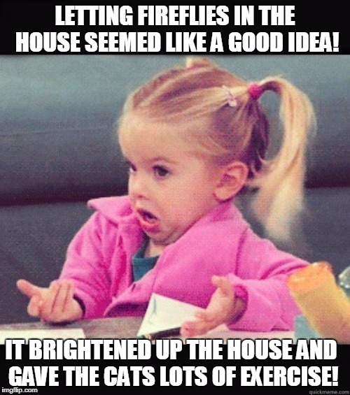 Fireflies | LETTING FIREFLIES IN THE HOUSE SEEMED LIKE A GOOD IDEA! IT BRIGHTENED UP THE HOUSE AND GAVE THE CATS LOTS OF EXERCISE! | image tagged in idk girl | made w/ Imgflip meme maker