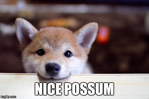 NICE POSSUM | made w/ Imgflip meme maker