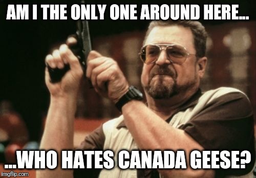 Am I The Only One Around Here Meme | AM I THE ONLY ONE AROUND HERE... ...WHO HATES CANADA GEESE? | image tagged in memes,am i the only one around here | made w/ Imgflip meme maker